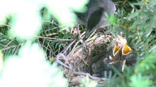 Gray Catbird Hatchlings