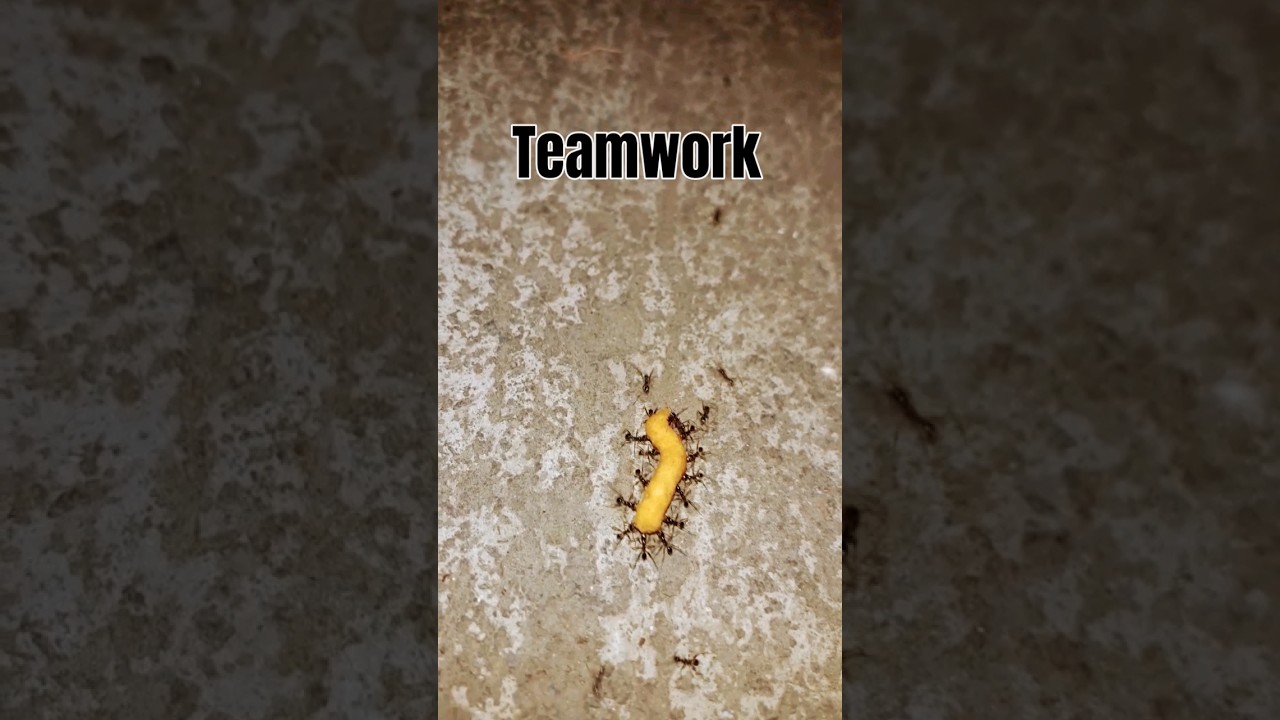 aunt power 🐜  Team work =Succes🤝  