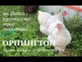 ОРПИНГТОН лавандовый окрас. Курочки 5 месяцев