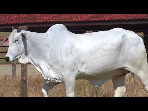 LOTE 15 EBHT 165 | 42º MEGA LEILÃO ANUAL CARPA FÊMEAS