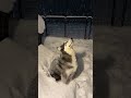 Snow Angel 😇 #animals #cute #dog #funny