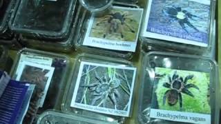 The British Tarantula Society Annual Show 2013