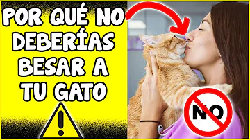 ¿Debería besar a mi gato en la cabeza?