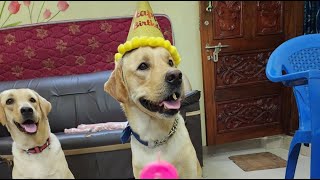 My Baby Kio Dog Birthday Vlog #labradorbirthbaby #happybirthday #pets by Kio And Bella 47 views 1 year ago 1 minute, 32 seconds