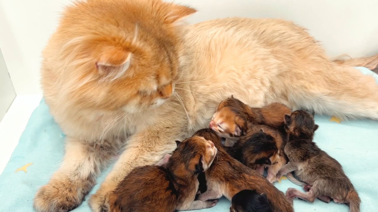 Очаровательная подборка: рождение котят и их первые дни с мамой