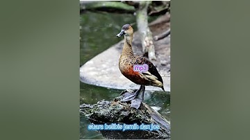 suara pikat belibis jernih dan jos