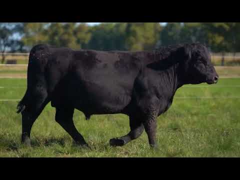 RAN LOTE 17   TAT 4277 ANGUS