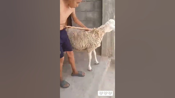 #كبش#كبش_العيد