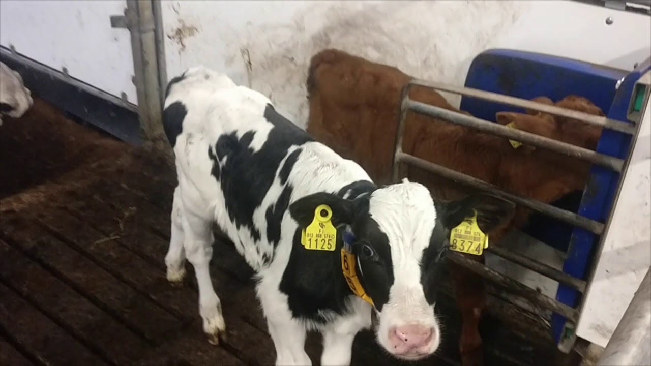 Vasikka-Master - Helpotusta vasikanjuottoon