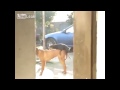 small dog sex with big dog