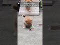 元気いっぱい♪遊ぶ姿がかわいい赤柴の男の子|柴犬.net ID4636 #柴犬 #shibainu #cute