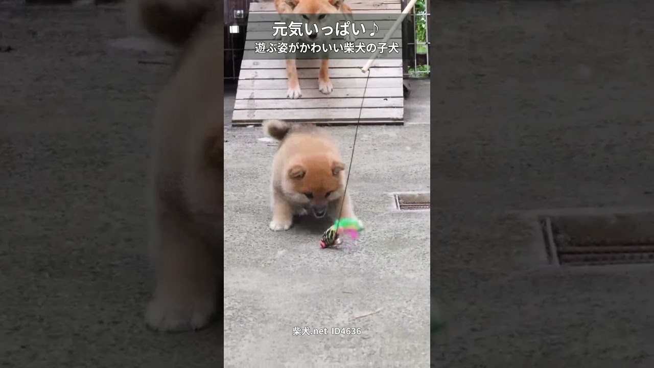 元気いっぱい♪遊ぶ姿がかわいい赤柴の男の子|柴犬.net ID4636 #柴犬 #shibainu #cute