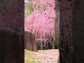 【Japan】春の訪れを感じる動画です