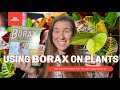 How To Use Borax On Plants. Borax Can Be Used On Houseplants & The Garden. Soil Scientist Explains