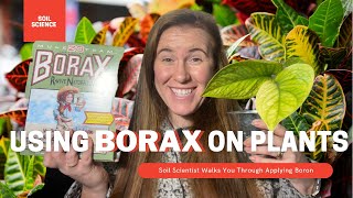 How To Use Borax On Plants. Borax Can Be Used On Houseplants & The Garden. Soil Scientist Explains