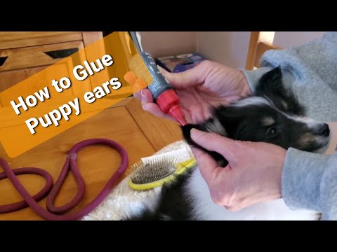 Video: How To Glue A Dog's Ears