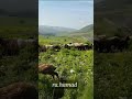يا محلا شوف الربيع بشوفه الخاطر وسيع