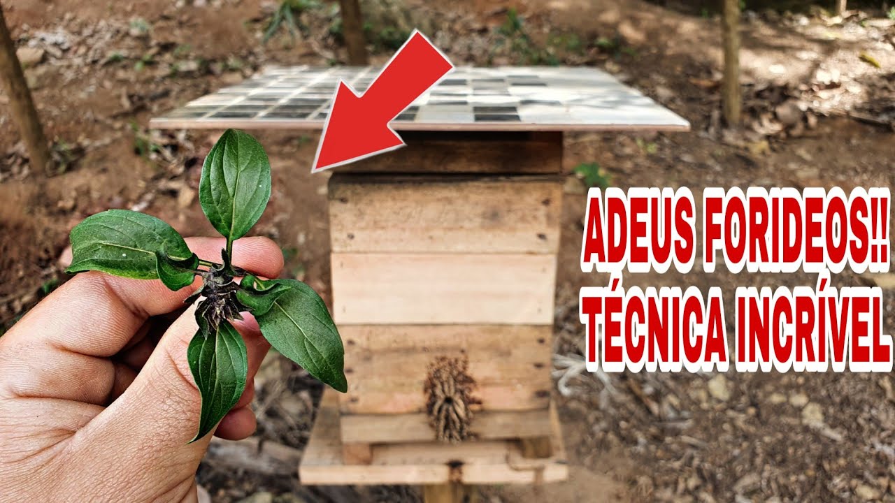 SENSACIONAL!! Apenas 4 FOLHAS dessa PLANTA e ADEUS aos FORIDEOS!!