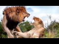 HADITHI YA SIMBA NA SUNGURA HADITHI YA SIMBA NA SUNGURA