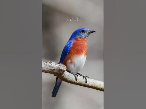 Bluebirds Mean Spring! 🌀 #blue #birds #spring #colors #animals #edit
