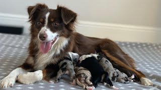 Meet our Miniature Australian Shepherd Puppies!