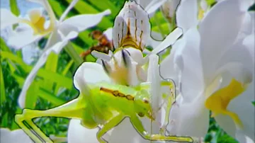 Eaten Alive | Cricket vs Mantis | Wildlife On One | BBC Earth