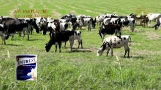 AVI Entrust Milk