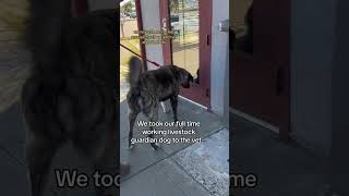 Our livestock guardian dogs heads to the veterinarian