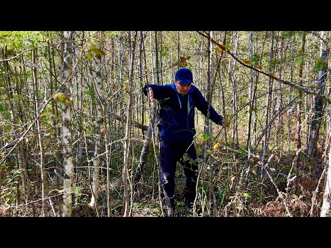 Грибы без Дождей! Осенние опята Белые грибы и Подосиновики. Грибы 2023