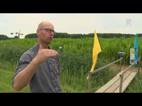 Boerderij Het Lansingerland opent gigantisch maïsdoolhof