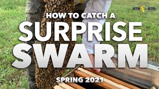 Surprise Swarm Catch | Step by Step How to Catch Bees [Follow along with a beekeeper]