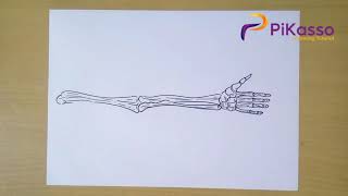 How to Draw Human Skeleton Hand
