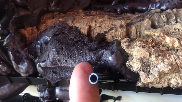 20 gallon tank paludarium build part 2