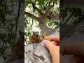 Shopping for a new summer vacation home with Squirrel Baby Lou