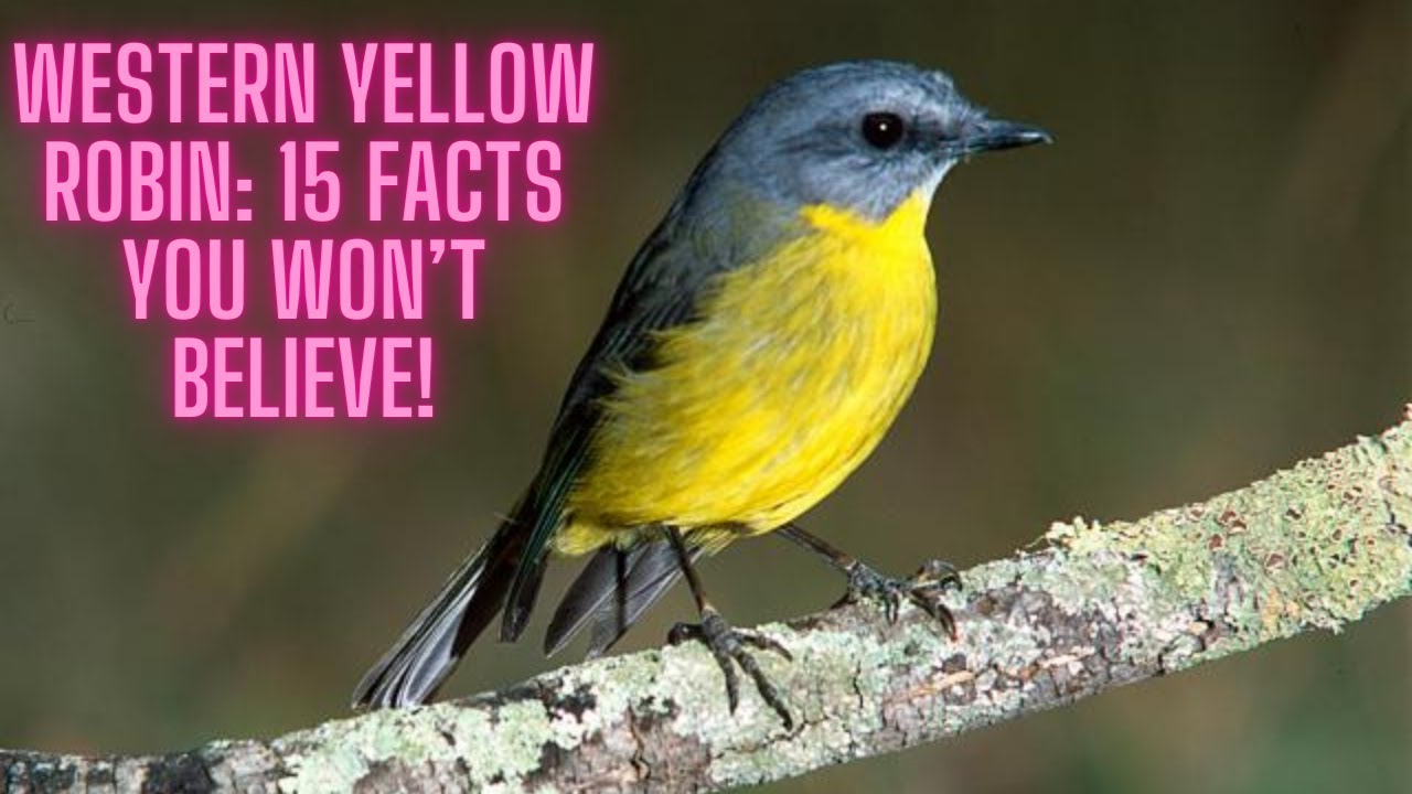 Western Yellow Robin: 15 Facts You Won’t Believe!