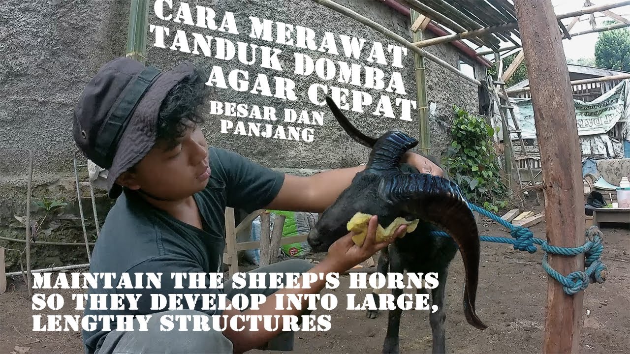 Rahasia Domba Gemuk dan Sehat: Panduan Lengkap Merawat Domba agar Cepat Besar! Rahasia Domba Gemuk dan Sehat: Panduan Lengkap Merawat Domba agar Cepat Besar!