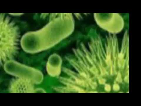 Video: Bakteriya Növləri Hansılardır