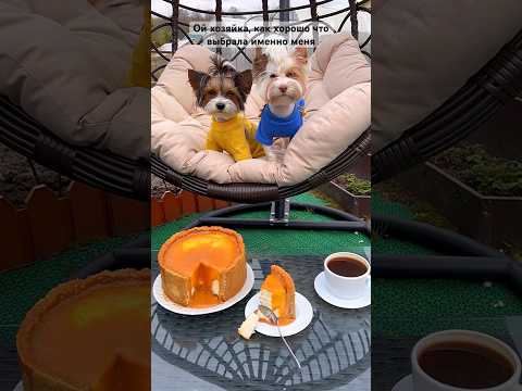 Счастливая жизнь ❤️🐶#собаки#йорк#бивер#собакадругчеловека#тренды#топ#dog#yorkie#trend#shorts#york