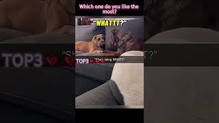 Dont Click The Sound  dog cutepuppy funnydog viral  cat entertaininganimals funny