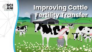 Understanding cattle IVF