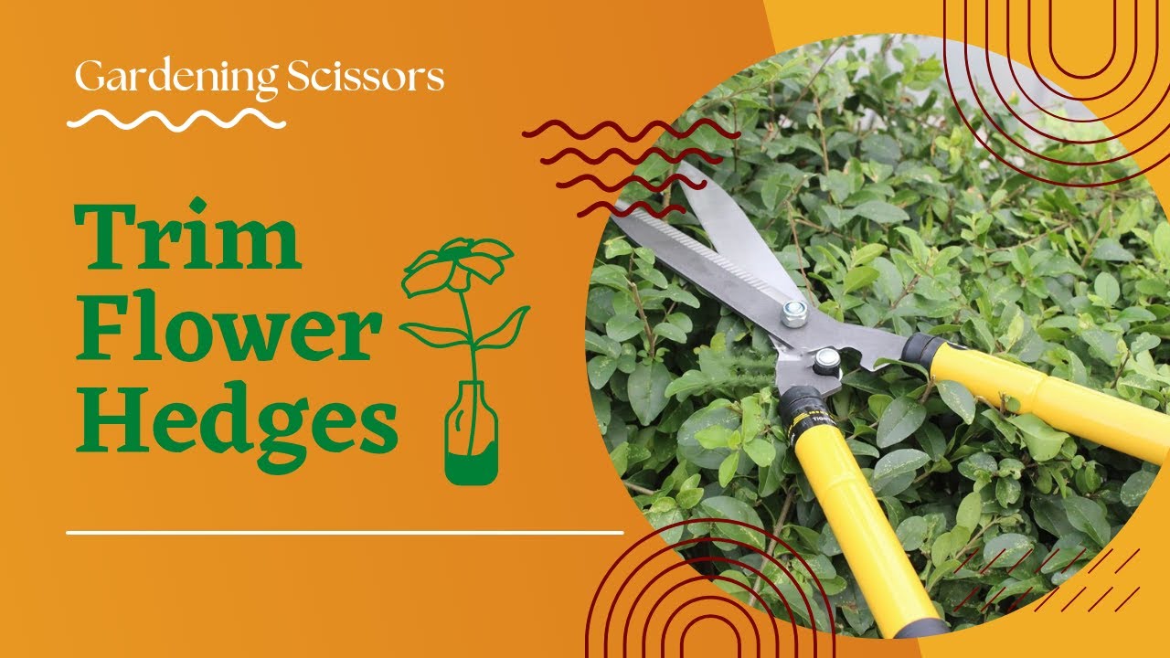HOW TO TRIM FLOWER HEDGES AT HOME YouTube