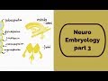 Neuro Embryology part 3