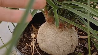 Planta pata elefante  cortar para que de varias puntas #naturaleza #amolasplantas #plantas