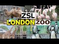 Zsl london zoo   zoological society of london  united kingdom