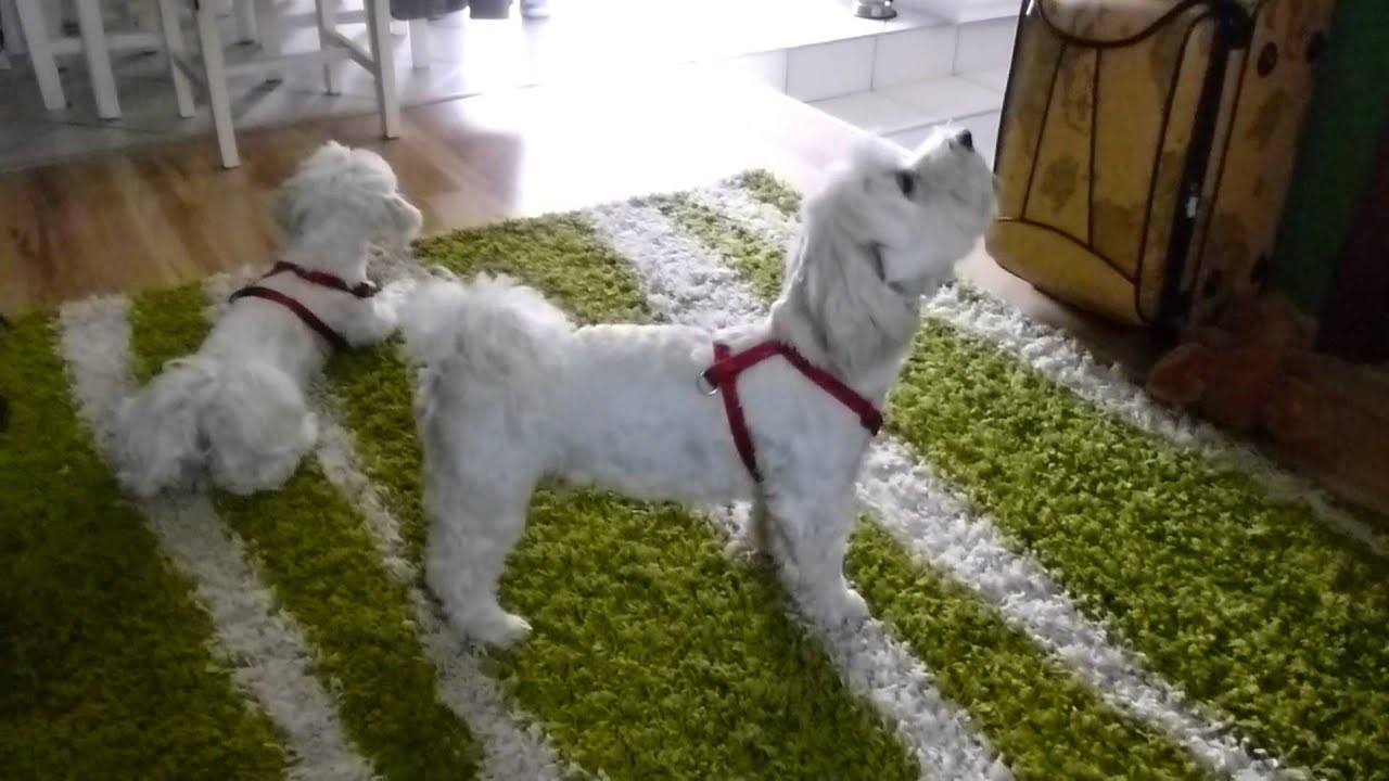 Dog "sings along" to ringtone YouTube