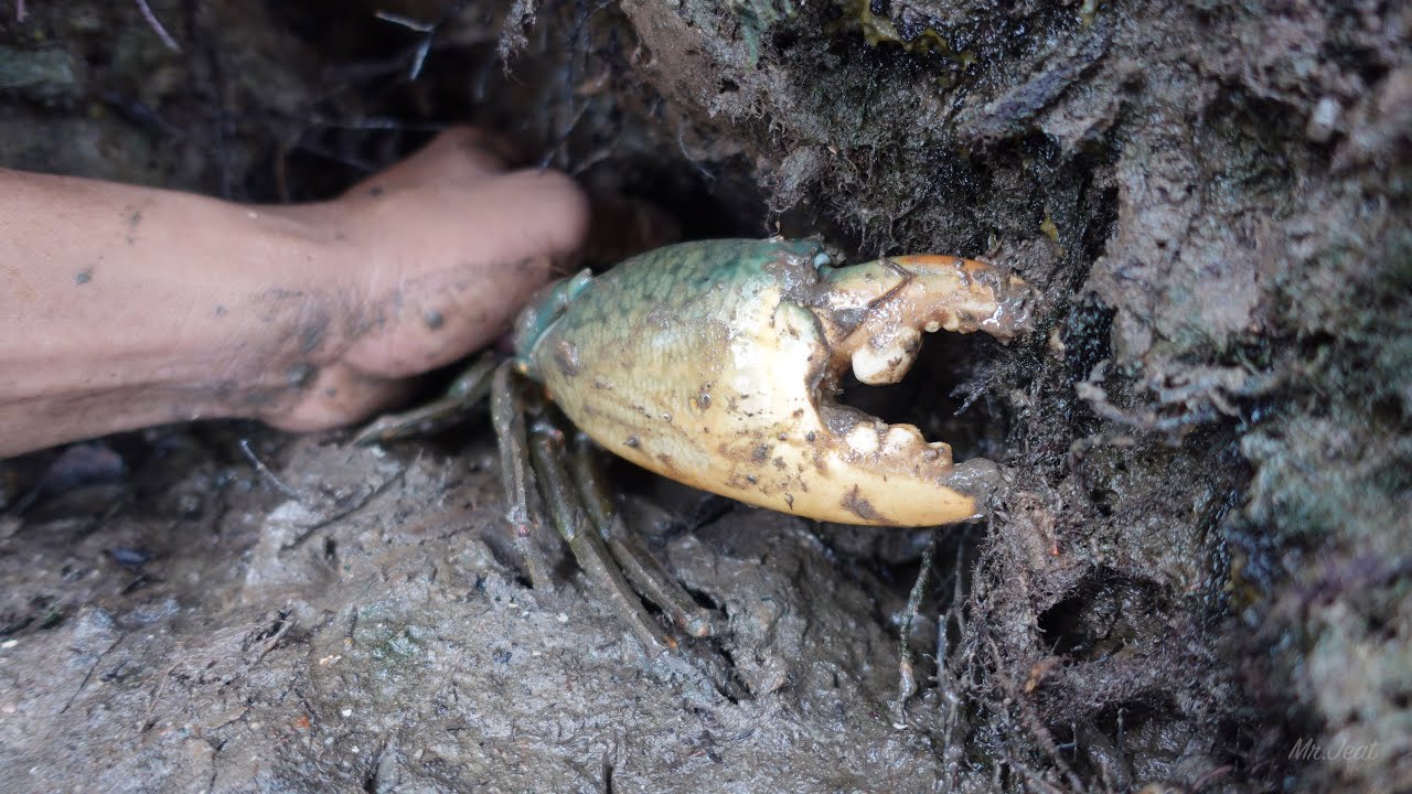 catching-huge-mud-crabs-in-holes-at-the-sea-swamp-after-water-low-tide