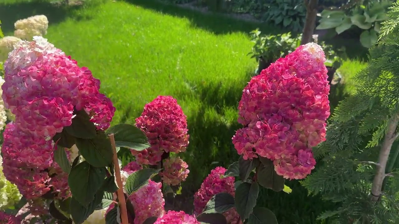 Огляд моїх гортензій. 16.08.2925р