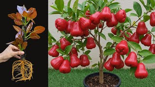 How To Propagate Java Apple Trees Cutting Faster, how to growing java apple trees #fruit