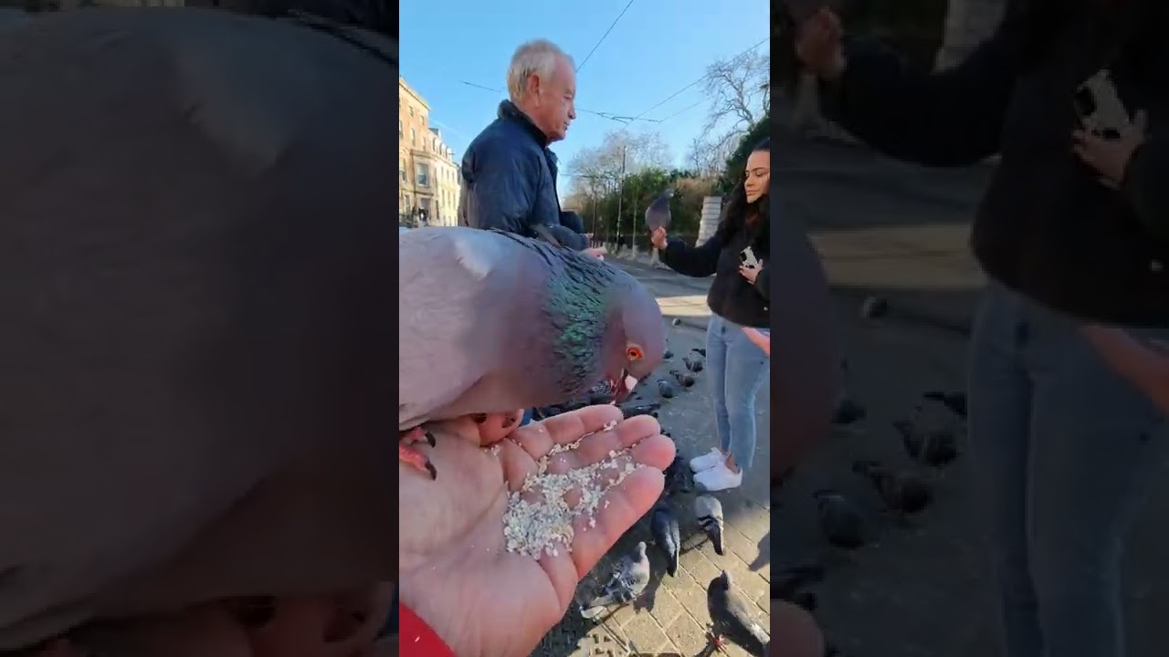AMAZING HUNGRY PIGEON