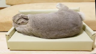 うさぎさんにオーダーメイドのソファをプレゼントしたら想像以上のくつろぎ方でした